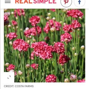 Meet your Posher, Janice